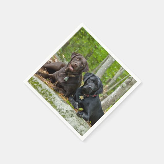 Dogs Puppies Black Lab Chocolate Labrador Retrive Servetten (Hoek)