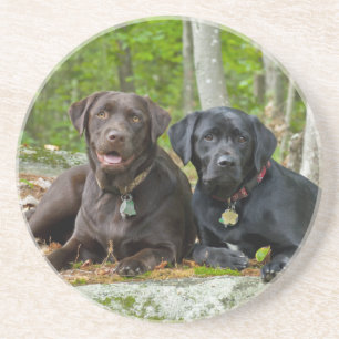 Dogs Puppies Black Lab Chocolate Labrador Retrive Zandsteen Onderzetter