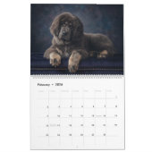 Dogtopia - Hondenkalender Kalender (Feb 2026)