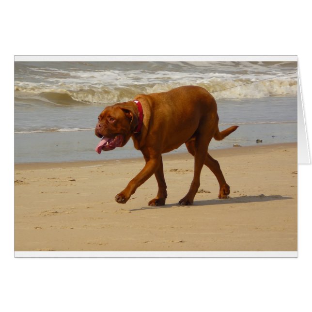 dogue de bordeaux (Devant horizontal)
