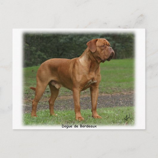 Dogue de Bordeaux 9Y201D-159 Briefkaart (Voorkant)