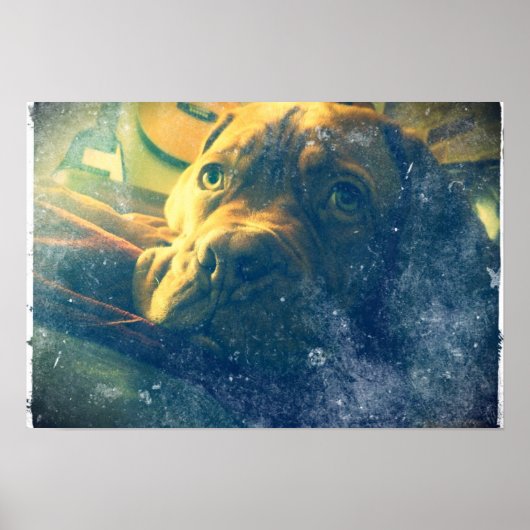 Dogue de Bordeaux affiche d'inspiration vintage (Devant)