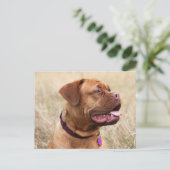 dogue de bordeaux briefkaart (Staand voorkant)