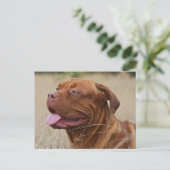 Dogue de Bordeaux Briefkaart (Staand voorkant)