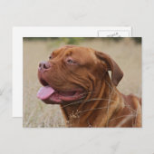 Dogue de Bordeaux Briefkaart (Voorkant / Achterkant)