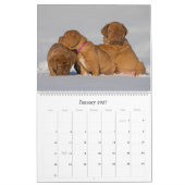 Dogue de Bordeaux Grand Calendrier Mur (Jan 2027)