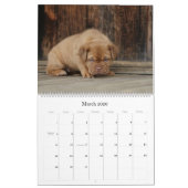 Dogue de Bordeaux Grand Calendrier Mur (Mar 2026)