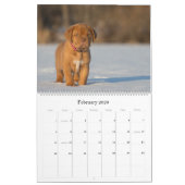 Dogue de Bordeaux Grand Calendrier Mur (Feb 2026)