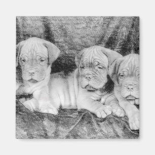 Dogue de bordeaux magnet magneet