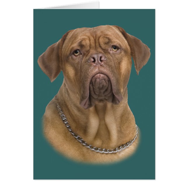 Dogue De Bordeaux Portait (Devant)