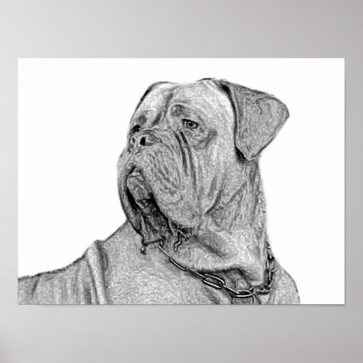 Dogue de Bordeaux poster (Voorkant)