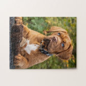 Dogue de Bordeaux Puppy Dog Legpuzzel (Horizontaal)