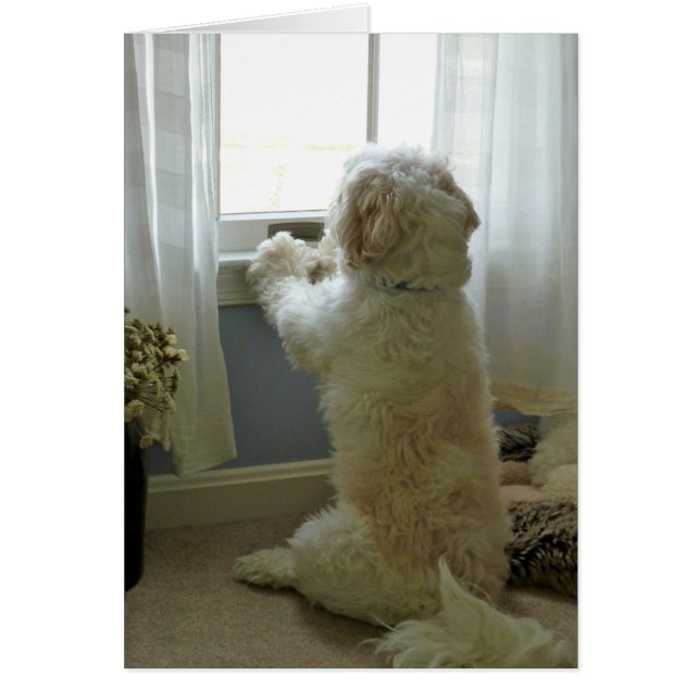 Dogvision (Voorkant)