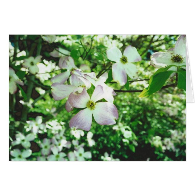 Dogwood (Devant horizontal)