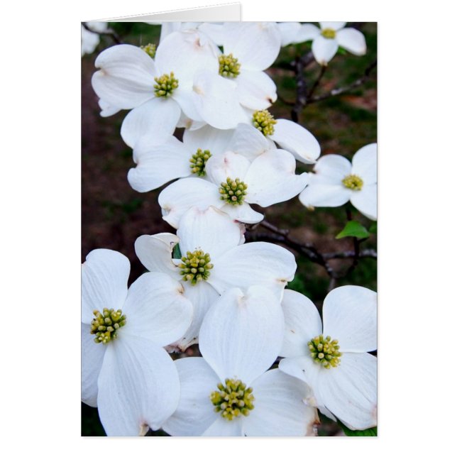 Dogwood (Devant)