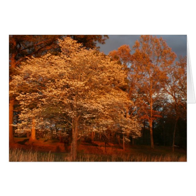 dogwood2 (Voorkant Horizontaal)