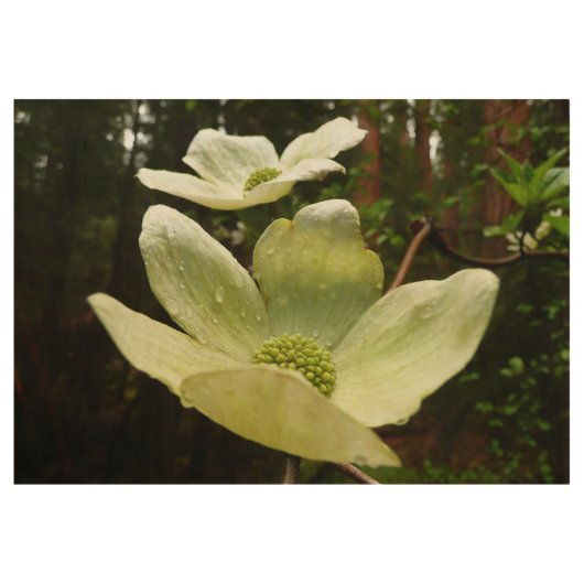 Dogwood and Redwood in Yosemite National Park Houten Poster (Voorkant)