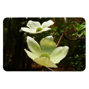 Dogwood and Redwood in Yosemite National Park Magneet