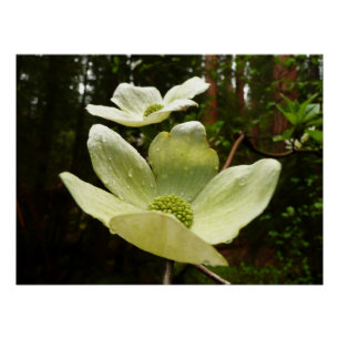 Dogwood and Redwood in Yosemite National Park Perfect Poster
