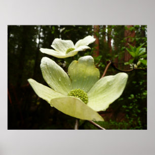 Dogwood and Redwood in Yosemite National Park Poster