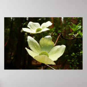Dogwood and Redwood in Yosemite National Park Poster