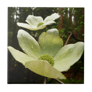 Dogwood and Redwood in Yosemite National Park Tegeltje