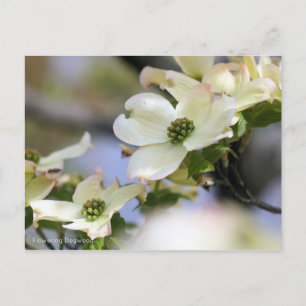 Dogwood bloeiend [Briefkaart] Briefkaart