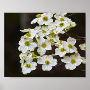 Dogwood bloem poster