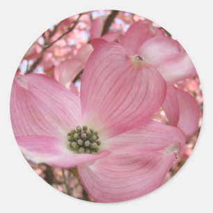 DOGWOOD-BLOEMEN Roze 1 Kaarten Kunst Cadeaus Mokke Ronde Sticker