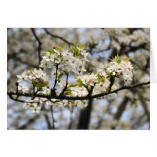 Dogwood BLOKKEREN