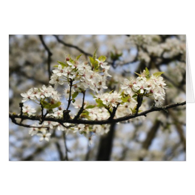 Dogwood BLOKKEREN (Voorkant Horizontaal)