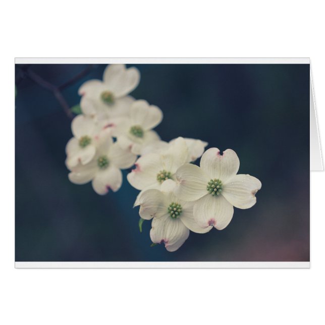 Dogwood Blossom (Voorkant Horizontaal)