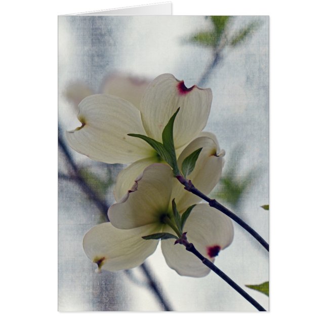 Dogwood Blossom (Voorkant)