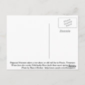 Dogwood Blossom Briefkaart (Achterkant)