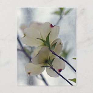 Dogwood Blossom Briefkaart
