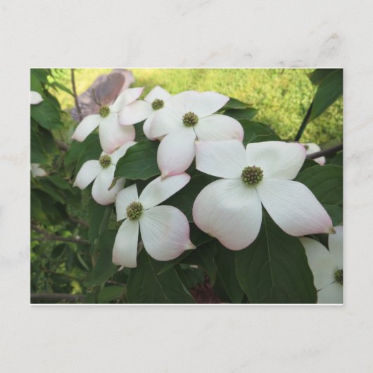 Dogwood Blossom Briefkaart (Voorkant)