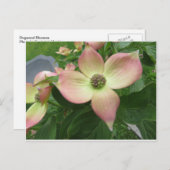 Dogwood Blossom Briefkaart (Voorkant / Achterkant)