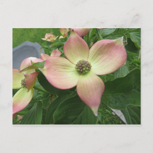Dogwood Blossom Briefkaart (Voorkant)