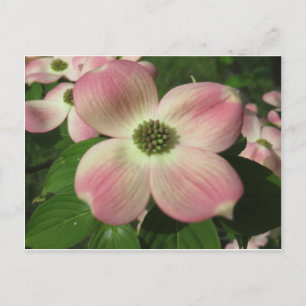 Dogwood Blossom Briefkaart