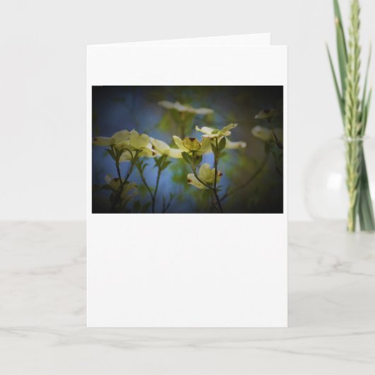Dogwood Blossom, carte (Devant)