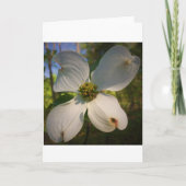 Dogwood Blossom, carte (Devant)