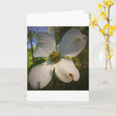 Dogwood Blossom, carte (Fleur jaune)