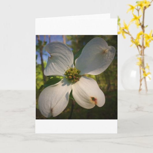 Dogwood Blossom, carte (Fleur jaune)