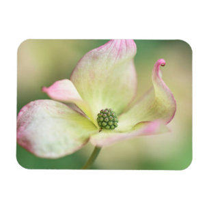 Dogwood Blossom Cornus Kousa "Miss Satomi" Magneet