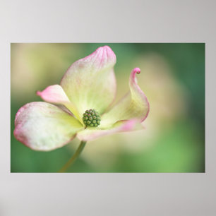 Dogwood Blossom   Cornus Kousa "Miss Satomi" Poster