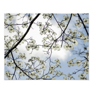 Dogwood Blossom en Blue Sky Foto Afdruk