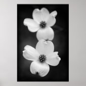 Dogwood Blossom in zwart-wit Poster (Voorkant)