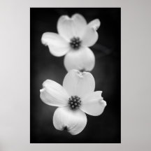 Dogwood Blossom in zwart-wit