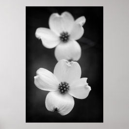 Dogwood Blossom in zwart-wit Poster