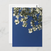 Dogwood Blossom Kaarten (Voorkant / Achterkant)